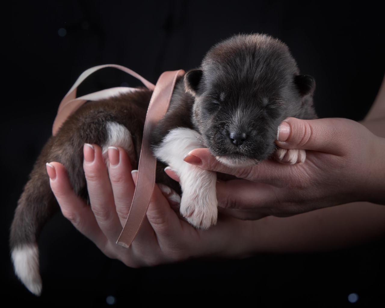 Маленький милый новорожденный щенок породы Американская акита в ладонях