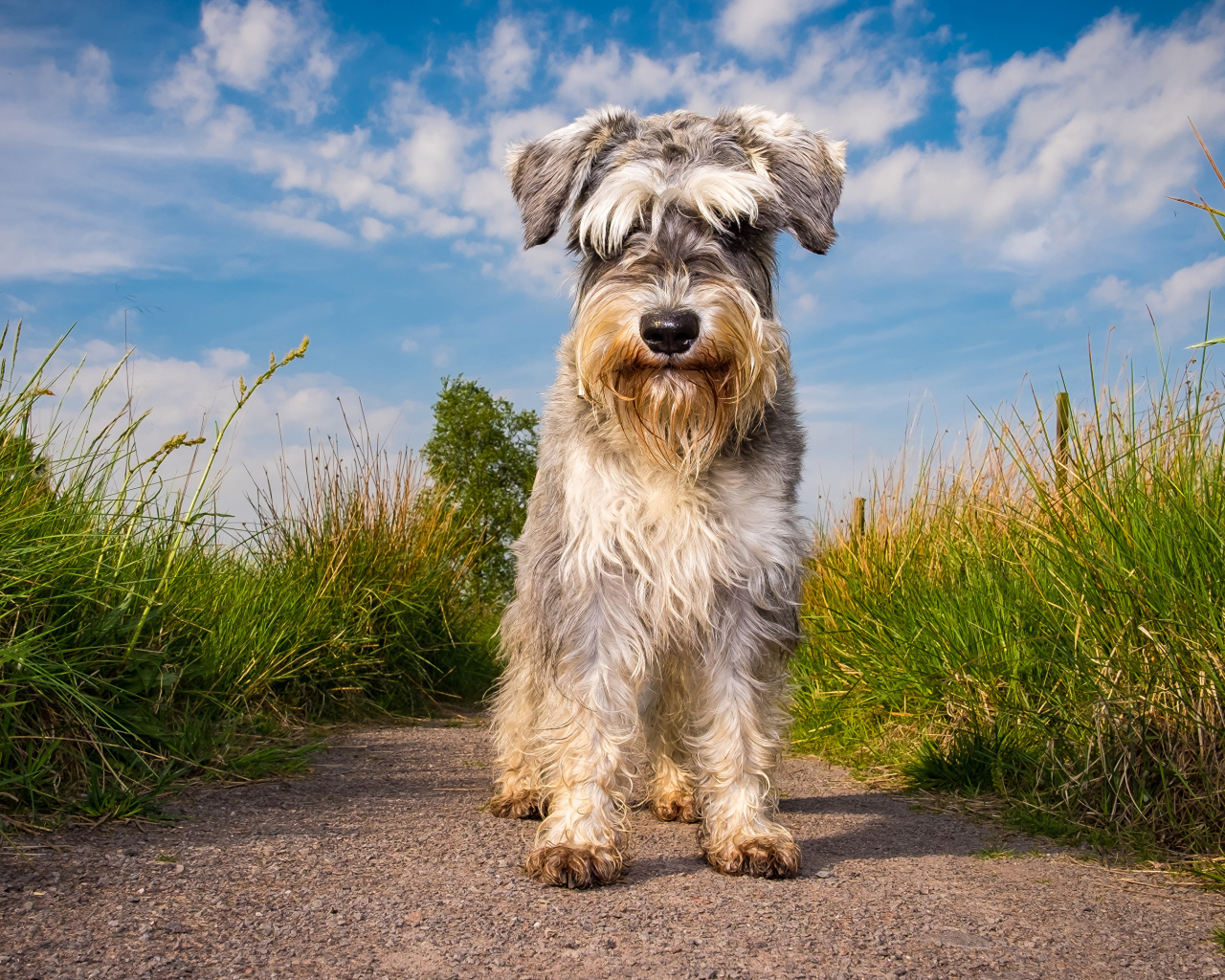 Маленькая собака породы шнауцер на фоне неба 