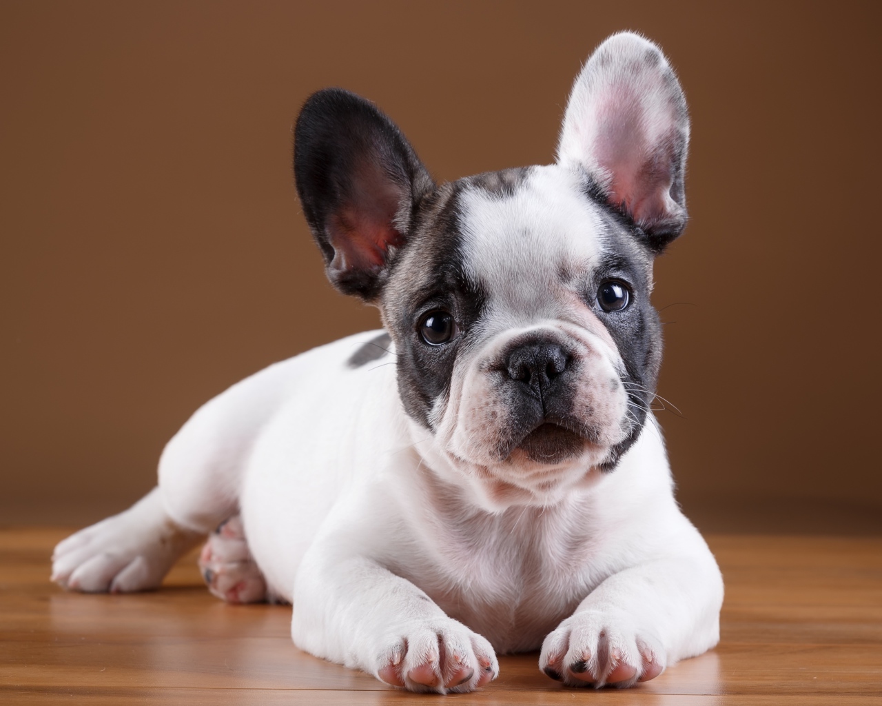 Маленький щенок французского бульдога лежит на полу