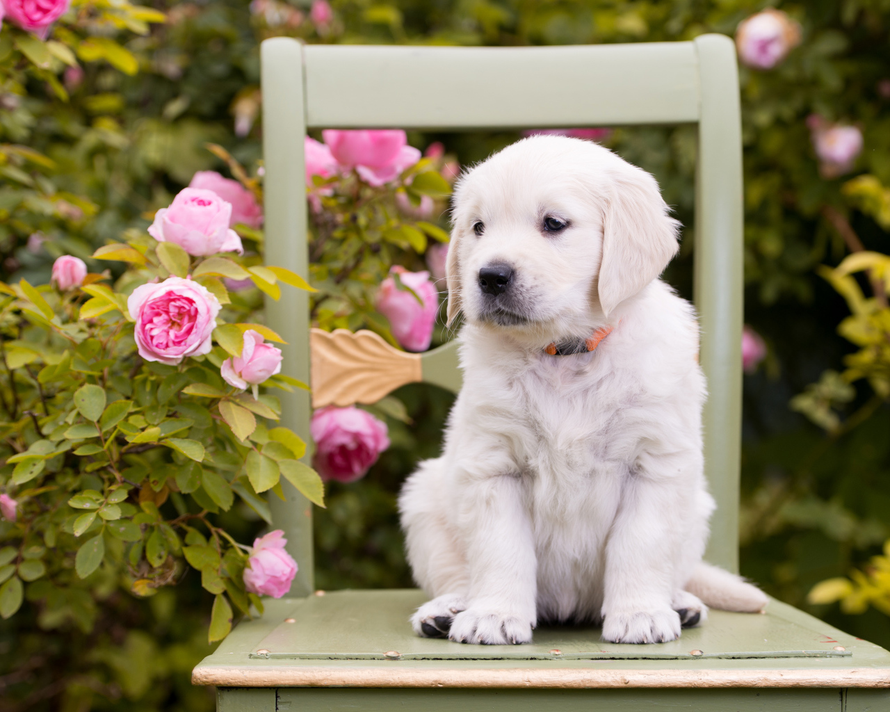 Маленький щенок золотистого ретривера сидит на стуле