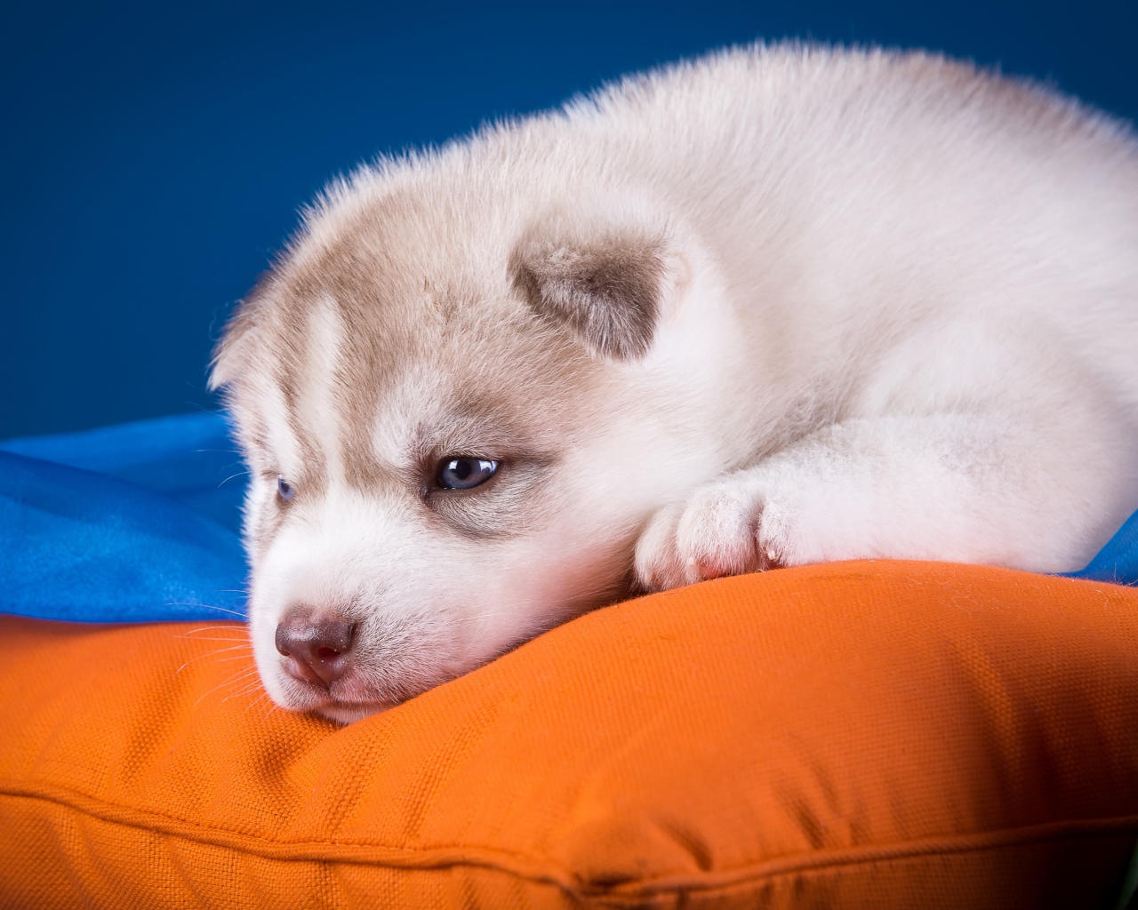 Маленький грустный щенок хаски лежит на подушке