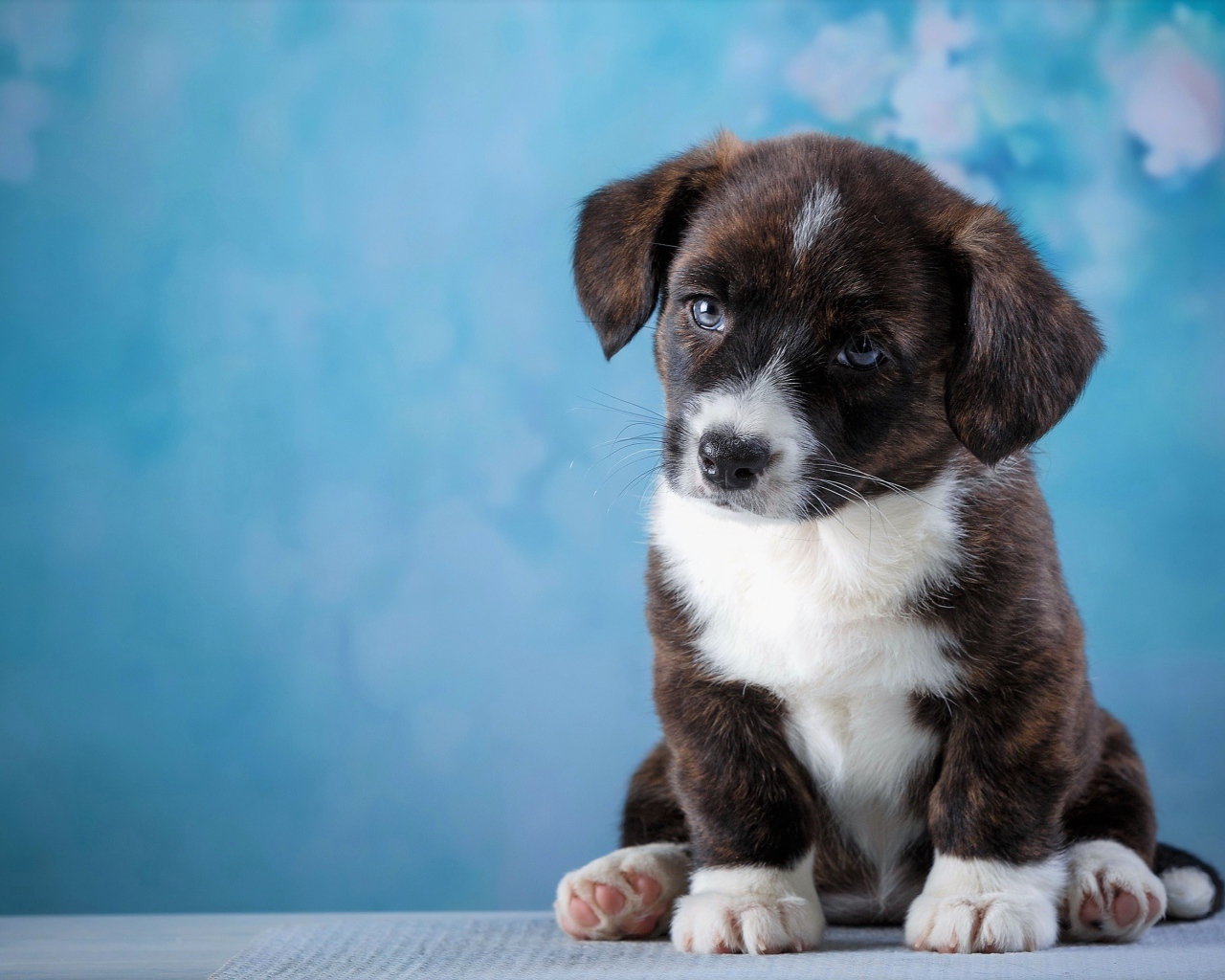 Маленький грустный щенок с голубыми глазами сидит на голубом фоне