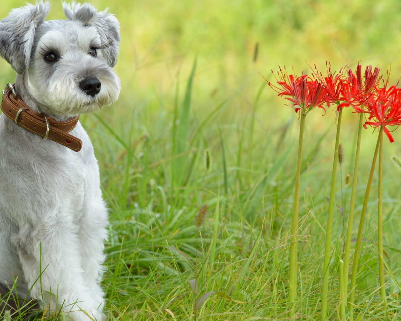 Маленький щенок шнауцера сидит рядом с красными цветами