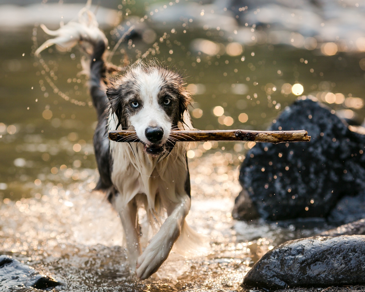 Мокрая собака бежит с палкой в зубах по воде