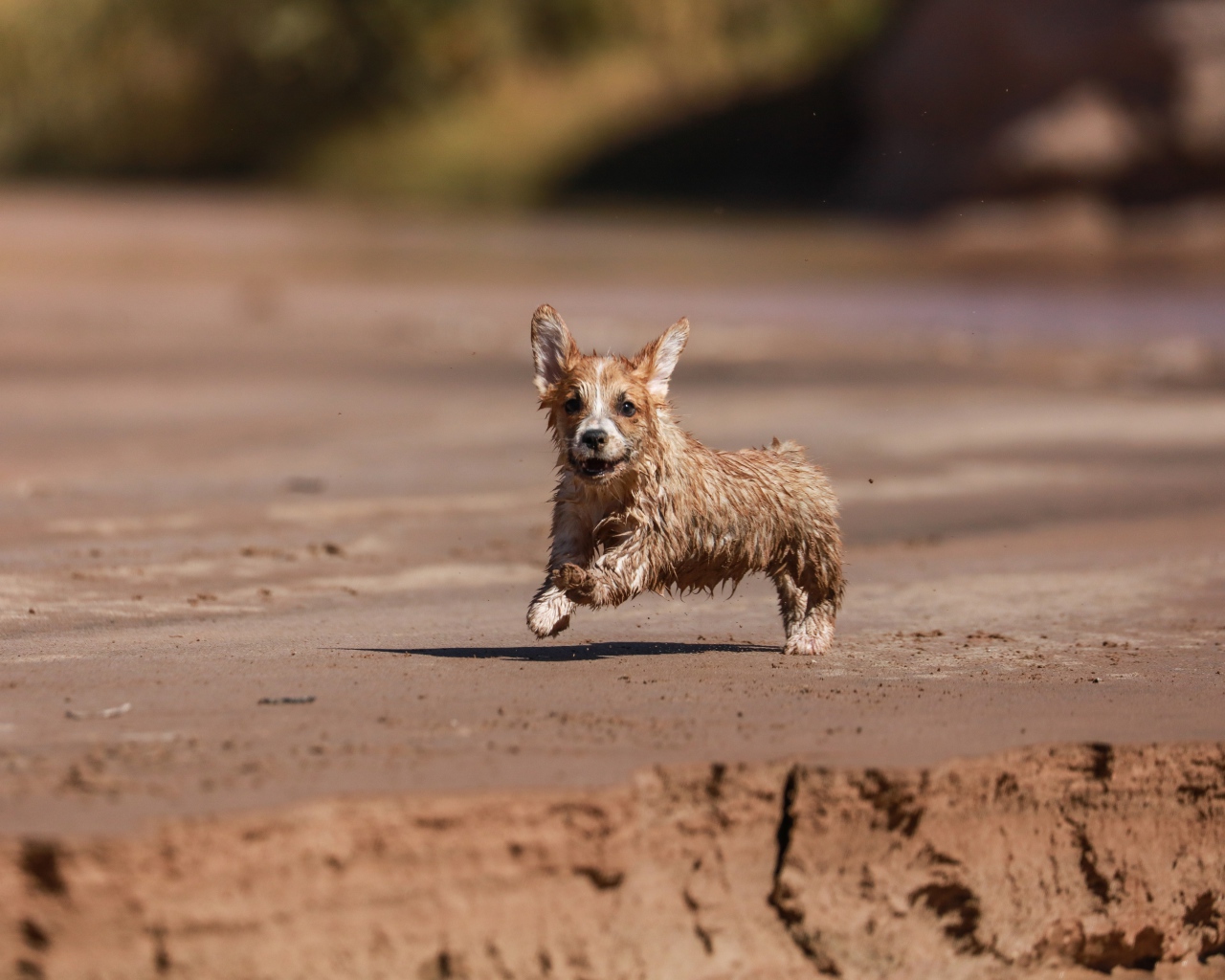 Мокрый щенок вельш корги бежит по песку