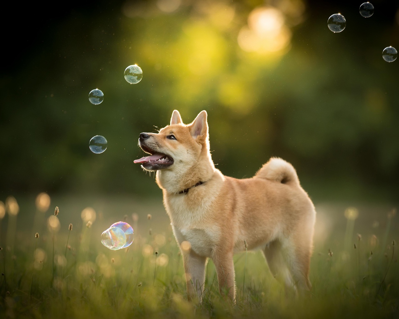 Собака породы акита ину ловит мыльные пузыри