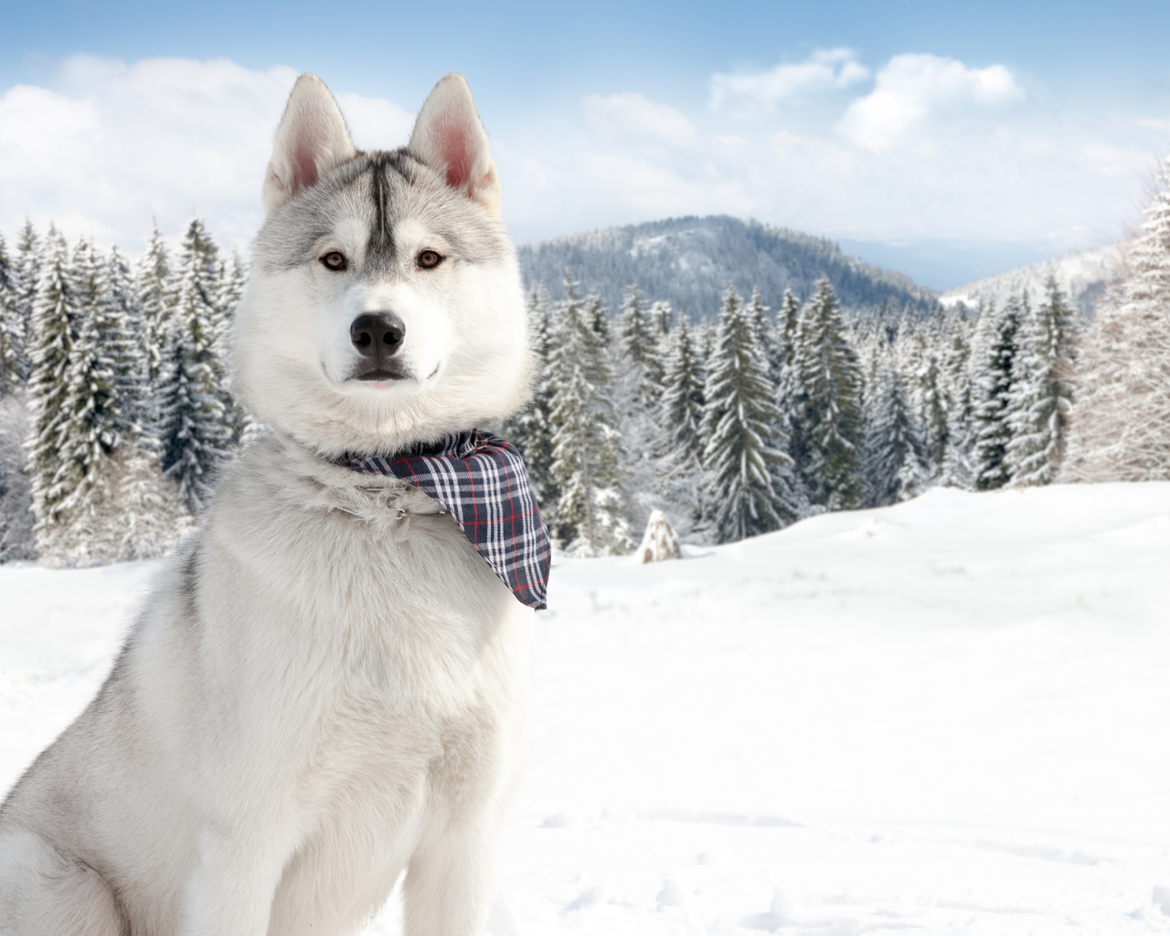 Аляскинский маламут на фоне заснеженной природы