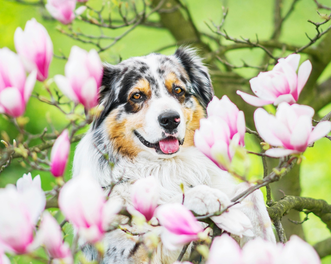 Австралийская овчарка в розовых цветах магнолии 