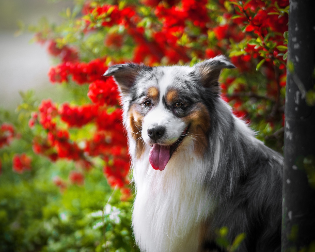 Австралийская овчарка у красных цветов 