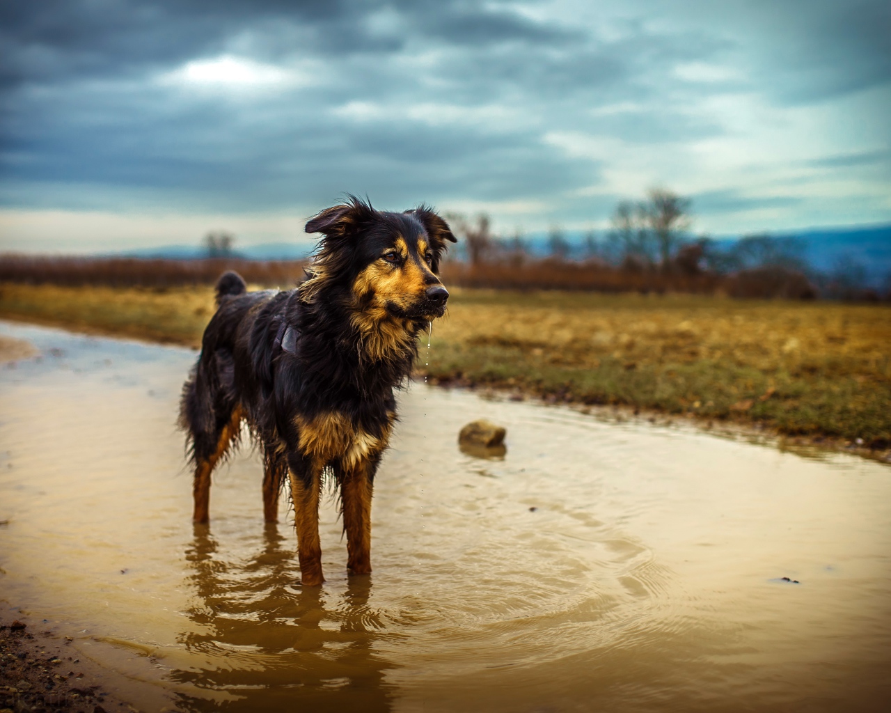 Австралийская Овчарка стоит в луже воды после дождя