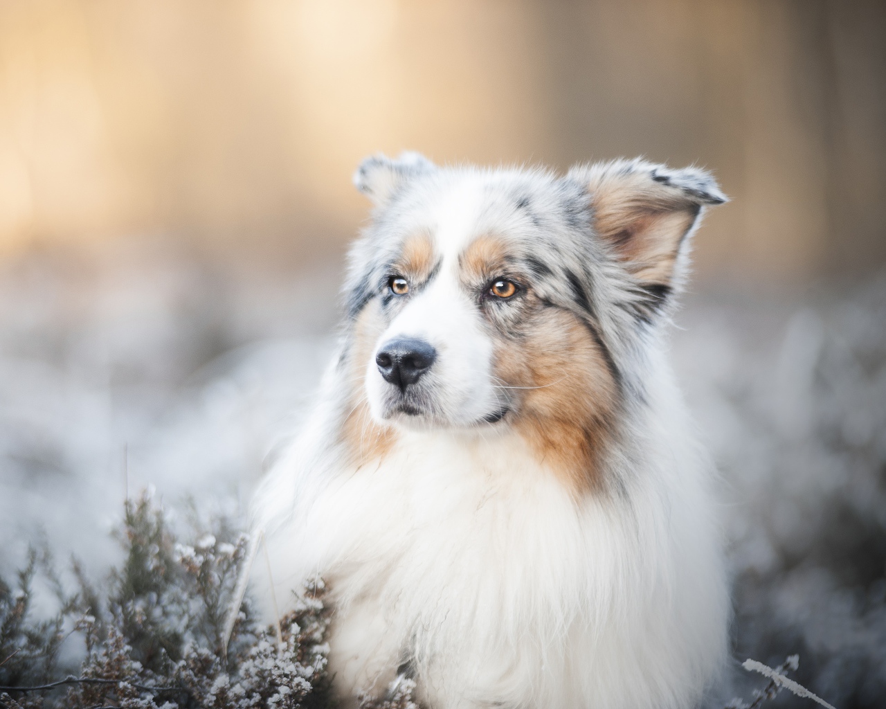 Австралийская Овчарка с серьезной мордой лежит на земле