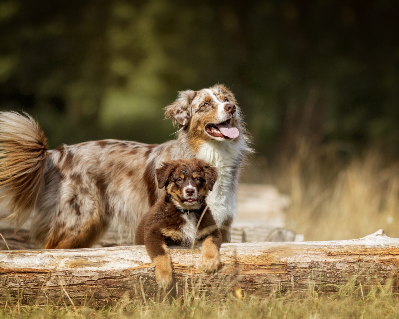 Австралийская Овчарка с высунутым языком и маленьким щенком