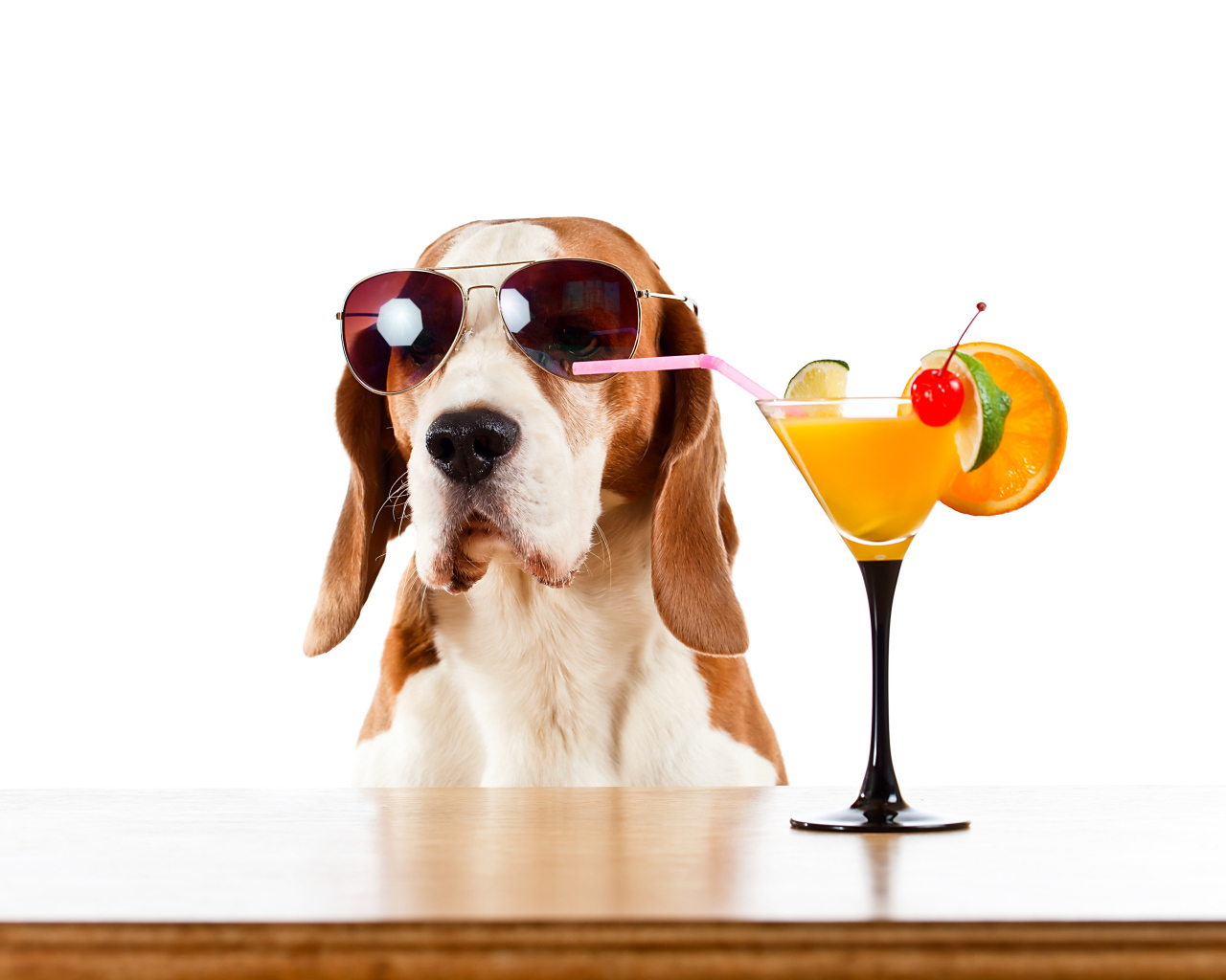 Бассет-хаунд  в очках пьет цитрусовый коктейль