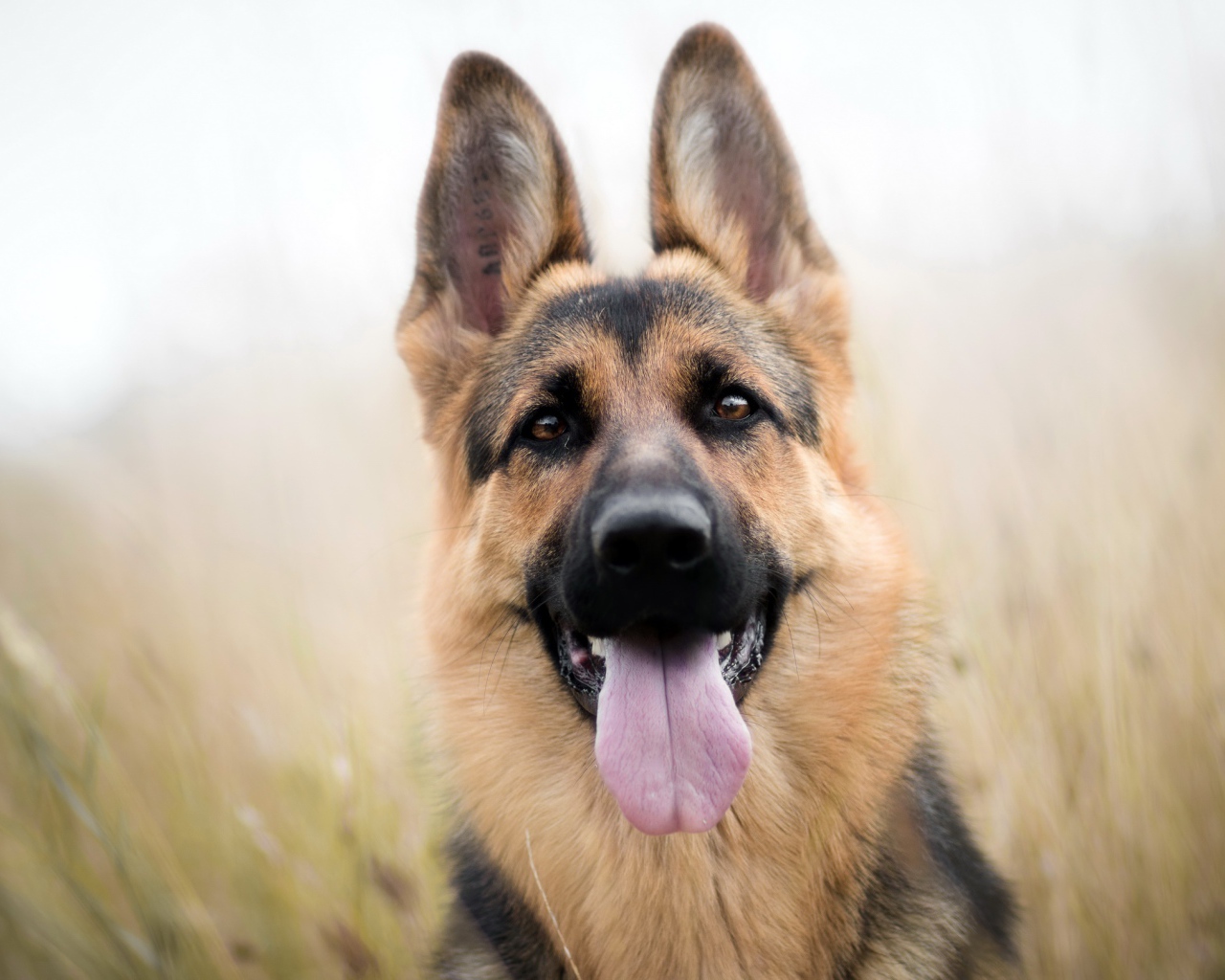 Красивая немецкая овчарка с высунутым языком