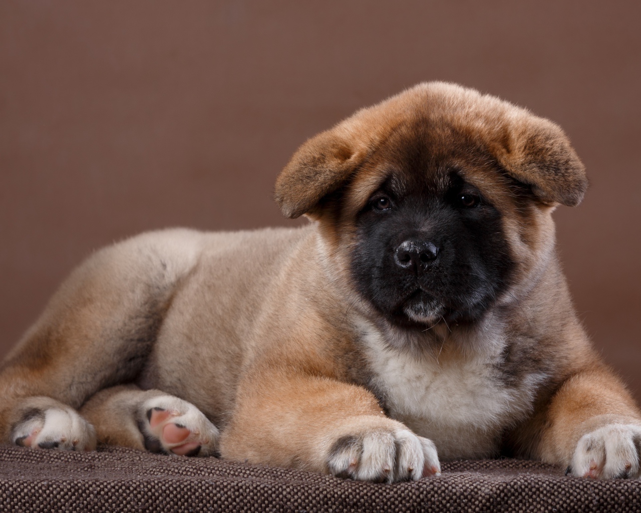 Красивый щенок породы Сиба-ину