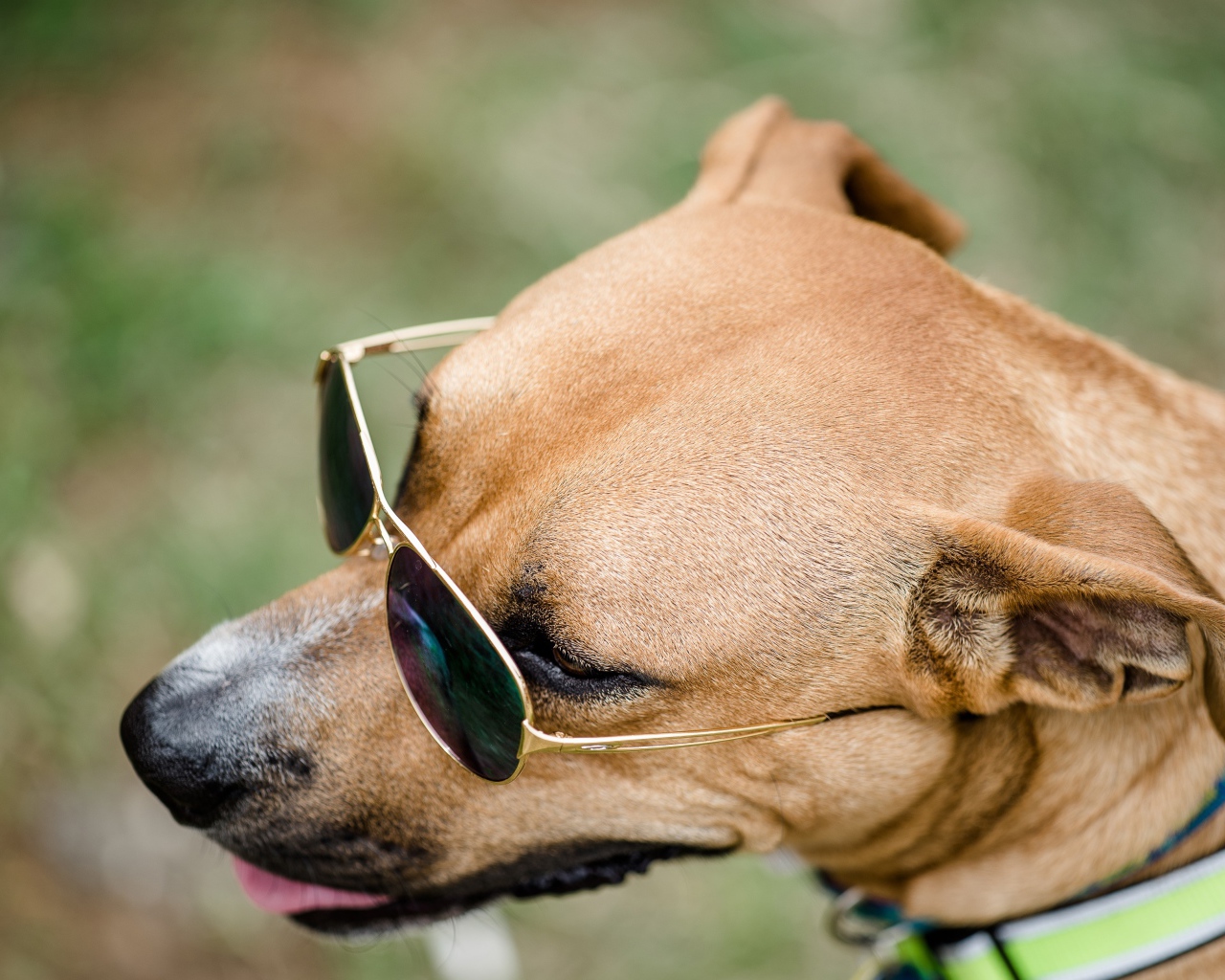 Большая собака в очках