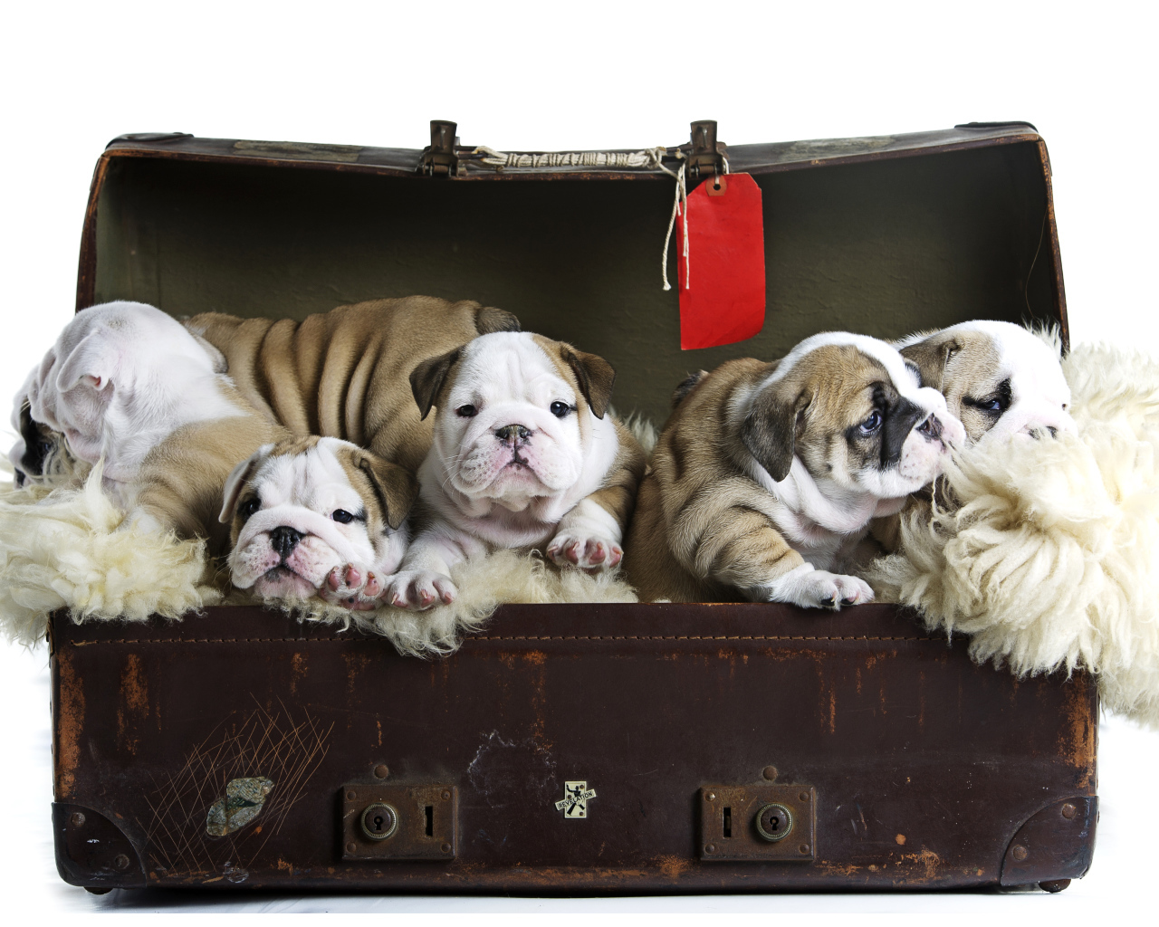 Большой старый чемодан со щенками английского бульдога