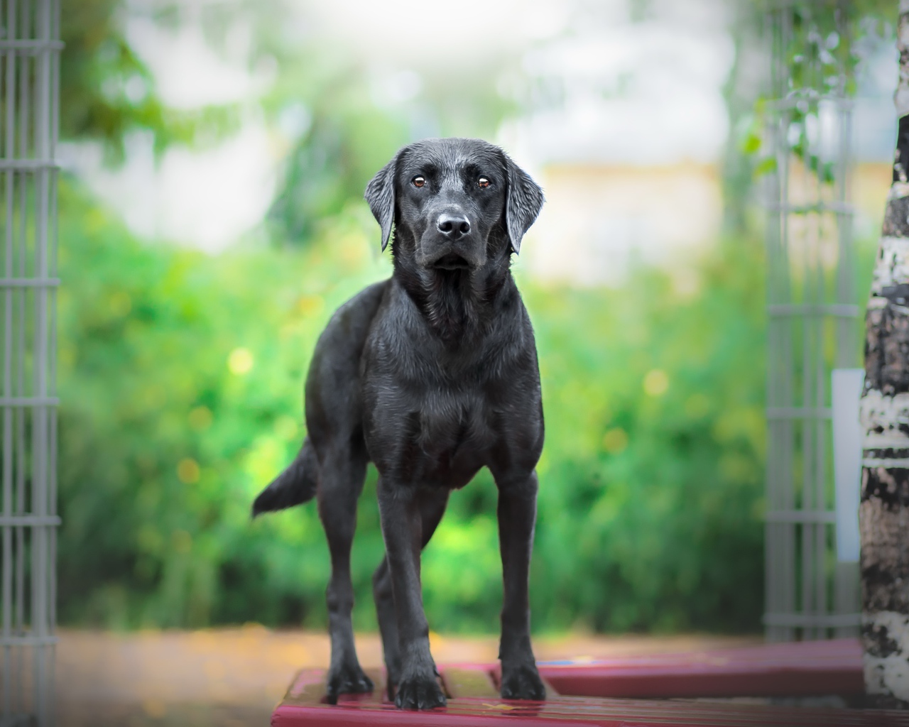 Большой грустный черный лабрадор