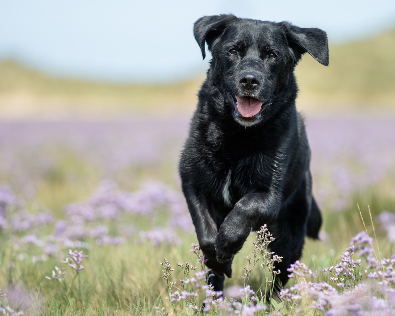 Черный лабрадор бежит по полевым цветам
