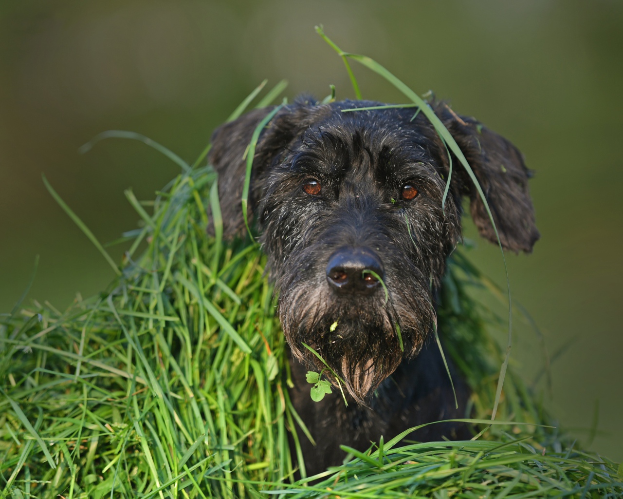 Черная собака породы Шнауцер сидит в зеленой траве