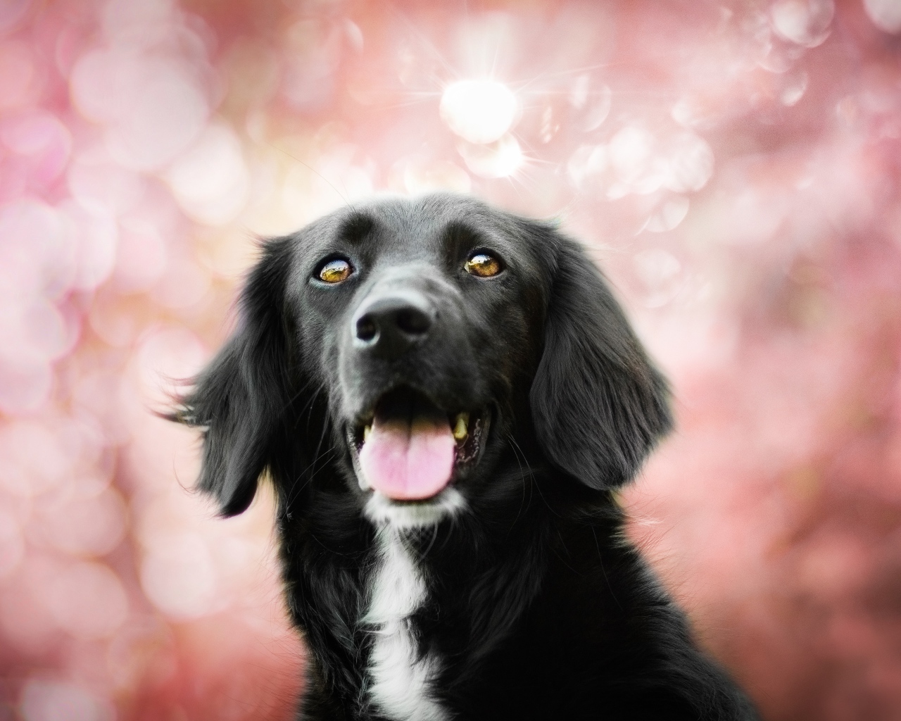 Черная собака с высунутым языком на розовом фоне 