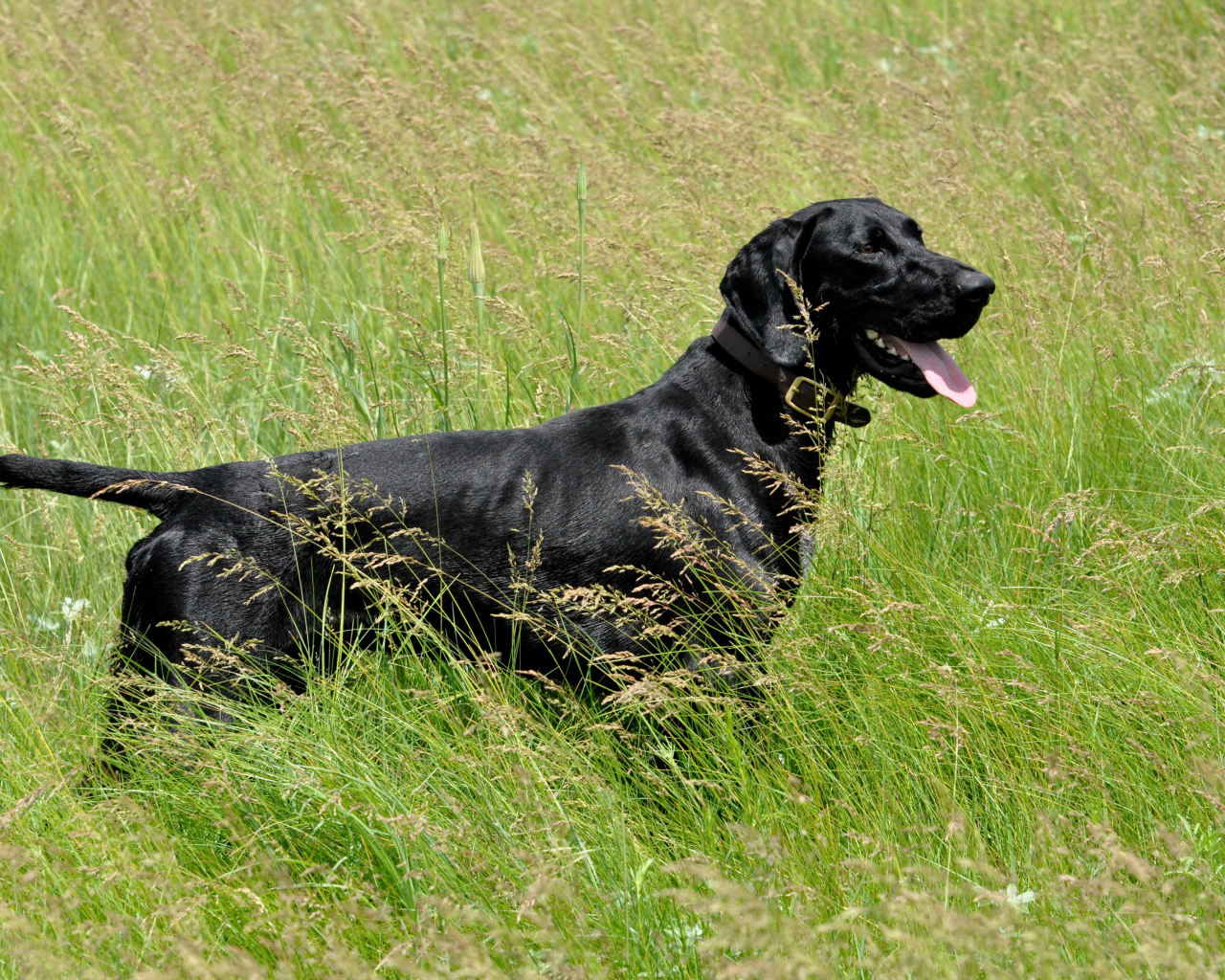 Черный лабрадор с высунутым языком гуляет по зеленой траве