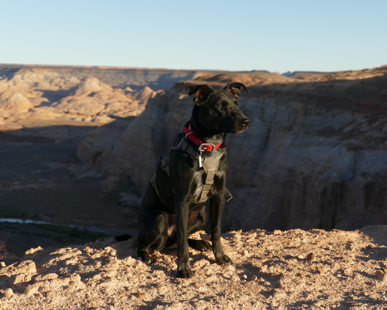 Черная умная собака сидит на скале у обрыва