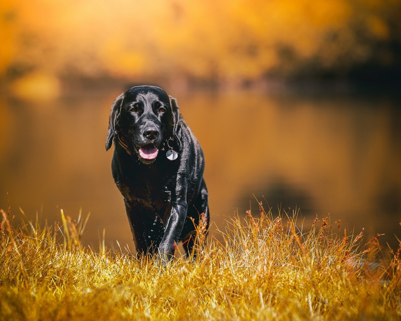 Черный мокрый лабрадор на сухой траве 