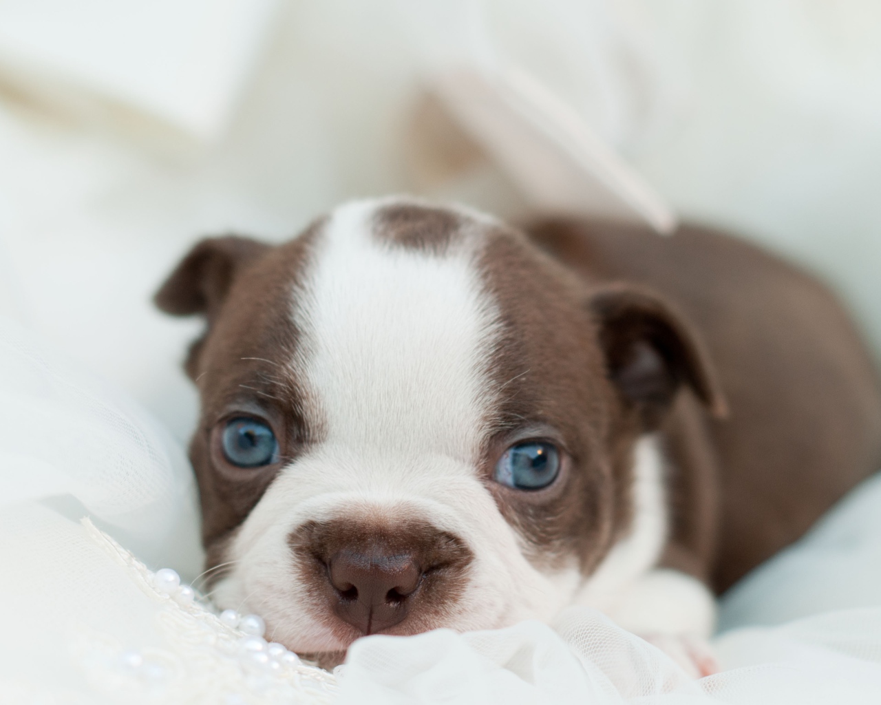 Голубоглазый маленький щенок французского бульдога 