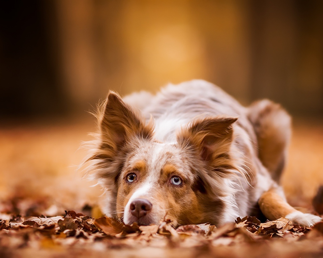 Голубоглазая рыжая собака лежит на сухой листве 
