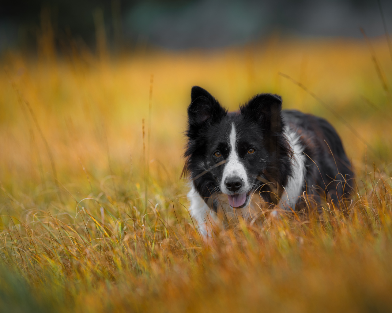 Собака бордер -колли бежит по траве