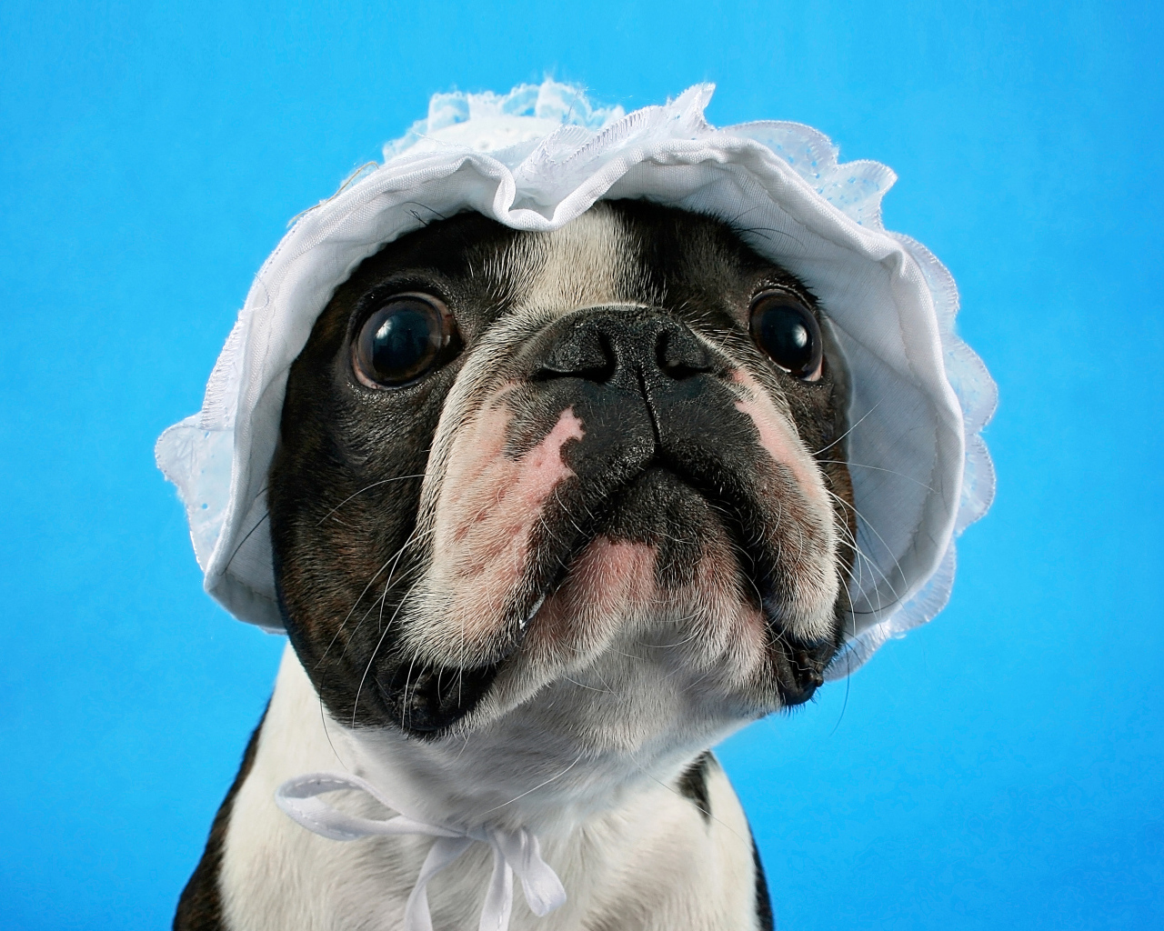 Бостон-терьер в белой шапке на голубом фоне