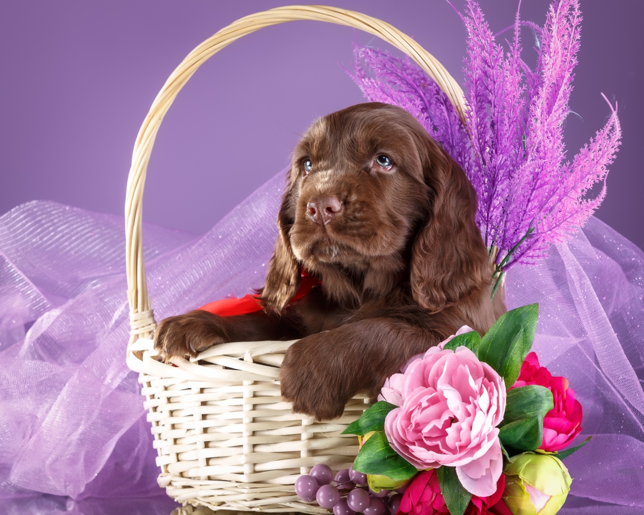 Коричневый щенок спаниеля к корзине