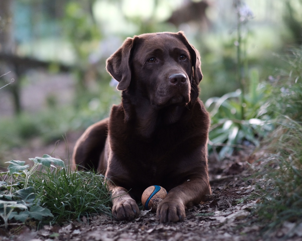 Коричневый лабрадор с мячиком лежит на зеленой траве