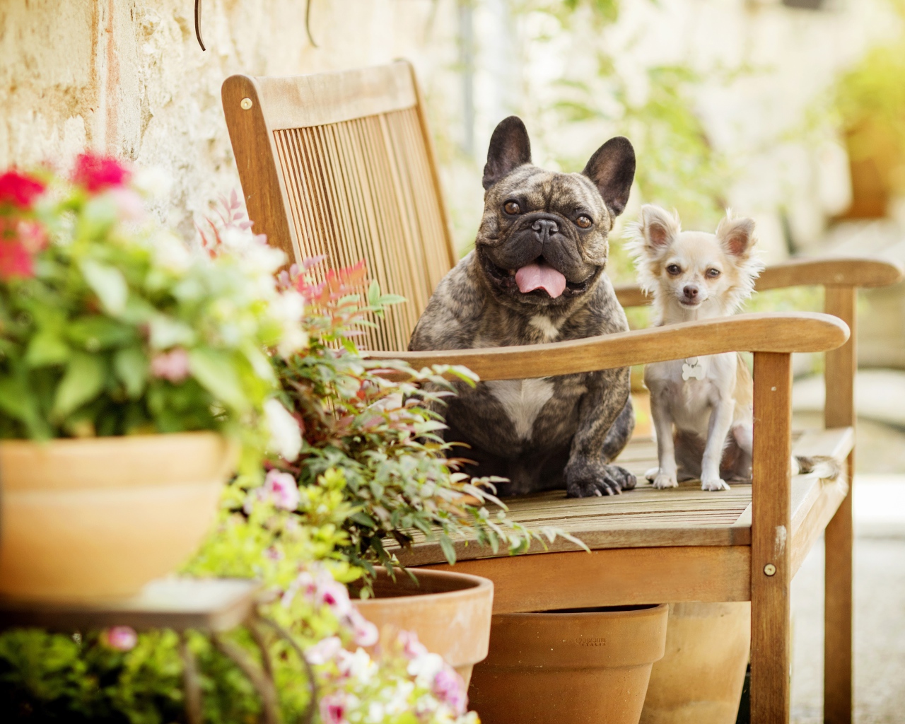 Бульдог и чихуахуа сидят на деревянном стуле
