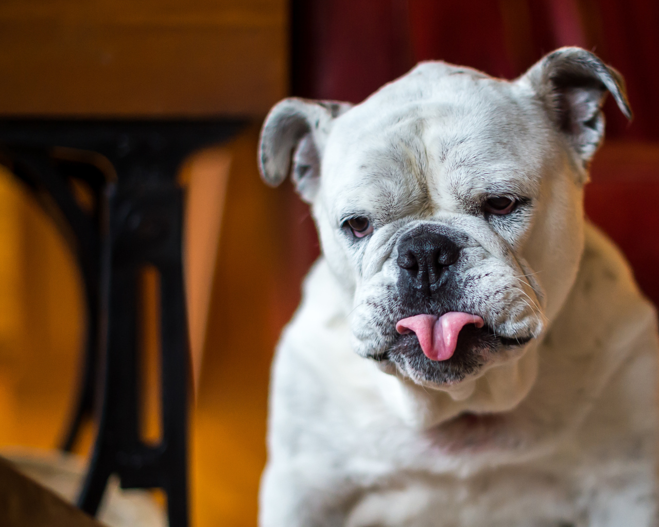Бульдог с грустной мордой и высунутым языком