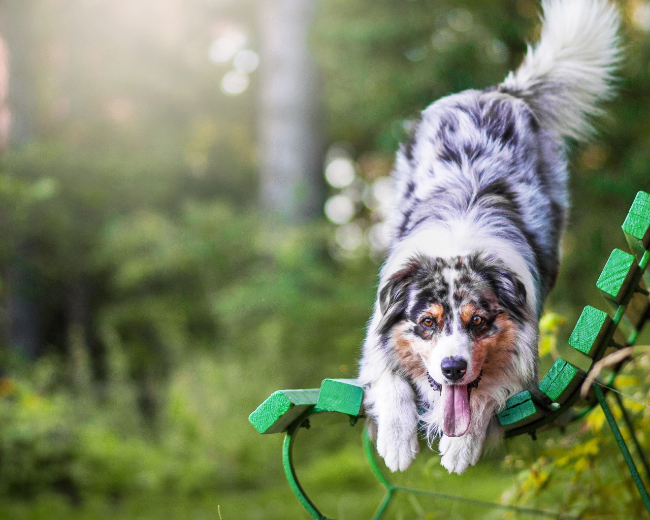 Веселая Австралийская Овчарка с высунутым языком на лавке