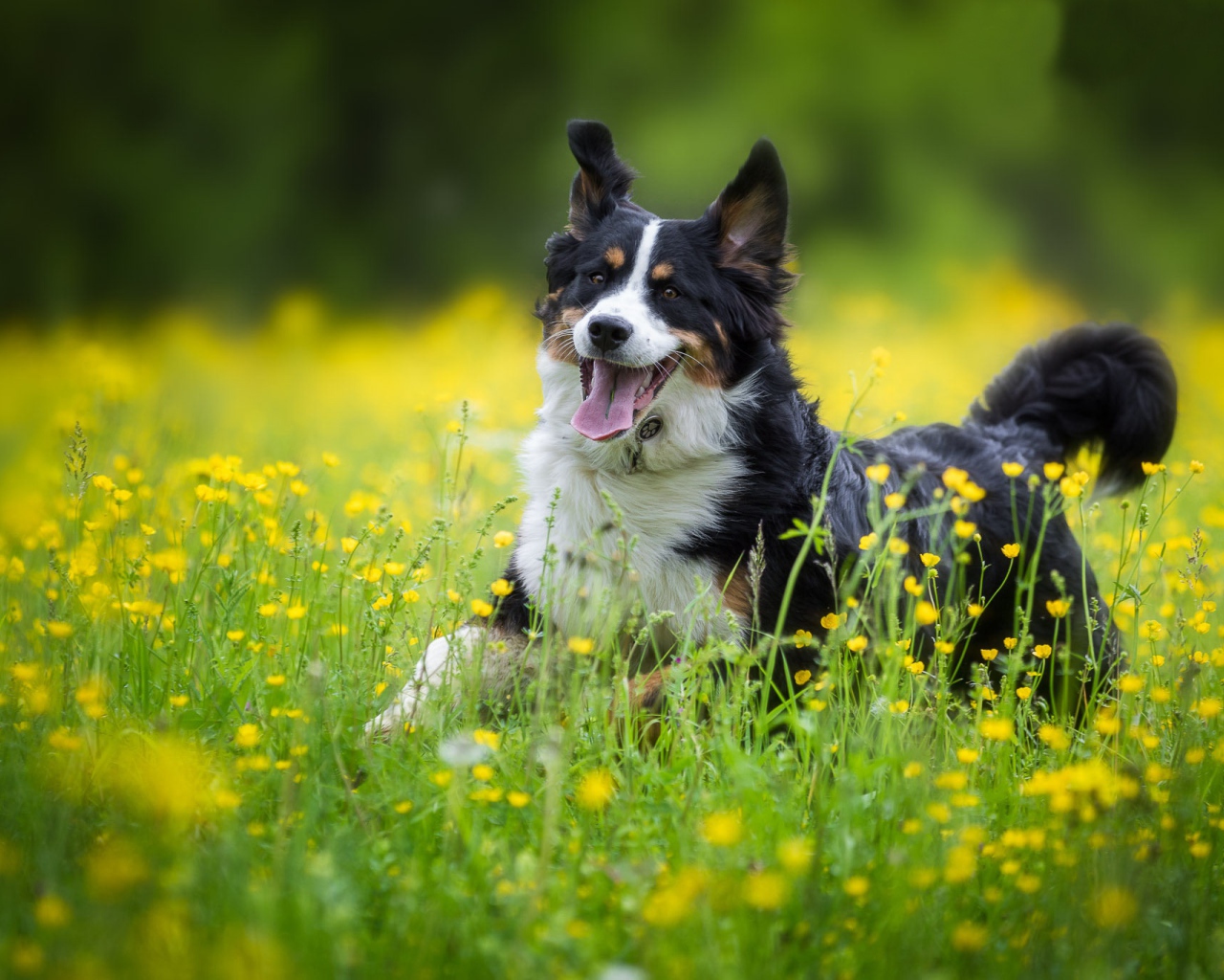Веселая собака породы английская овчарка в поле 
