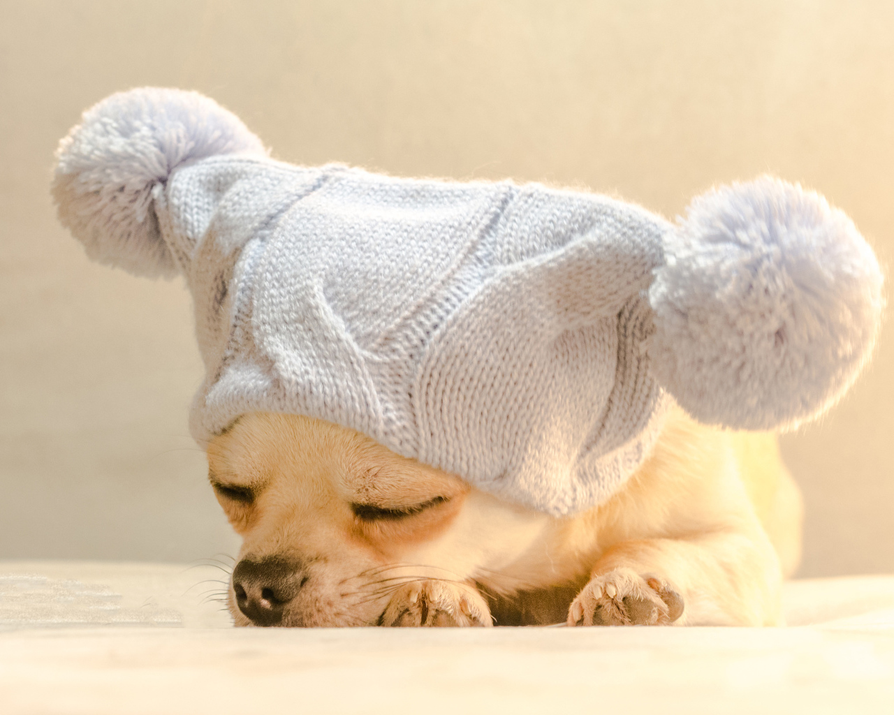 Собака породы чихуахуа спит в белой шапке 