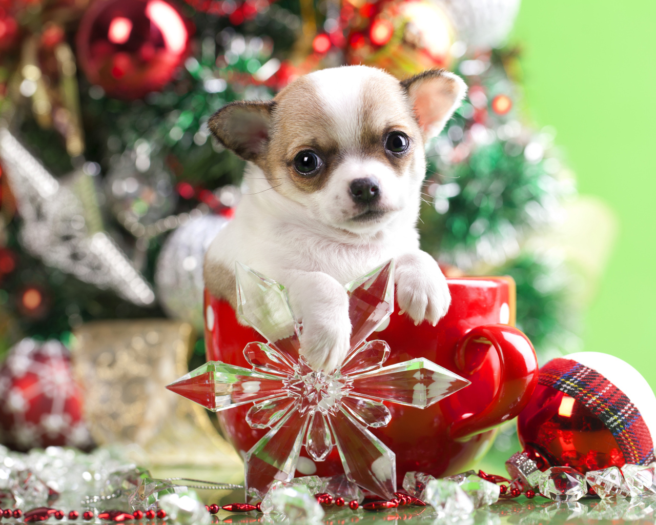 Щенок чихуахуа в большой красной чашке у новогодней елки