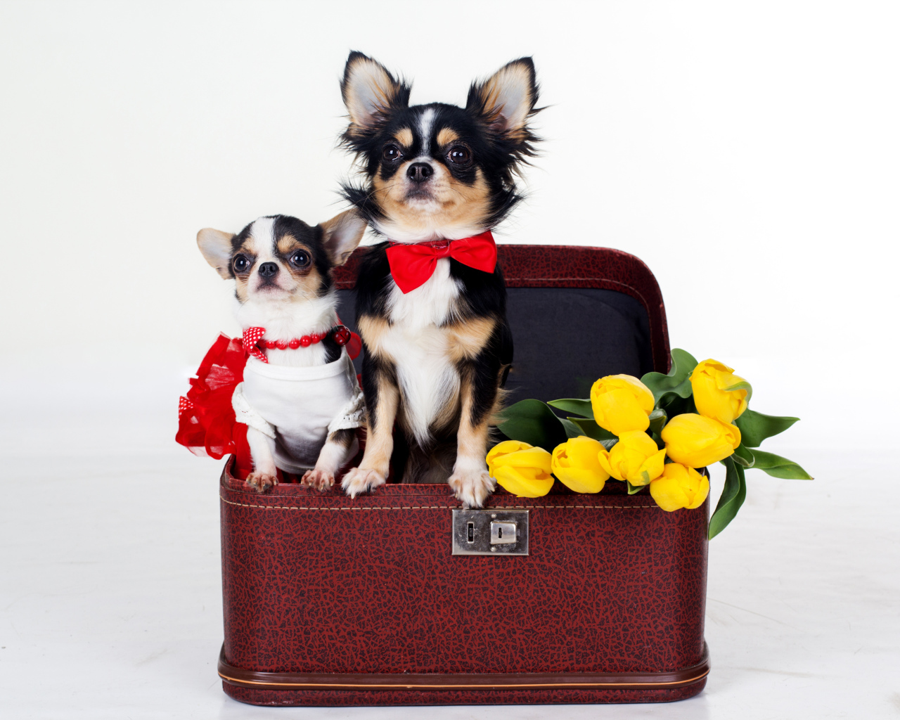 Чихуахуа сидят в чемодане с тюльпанами