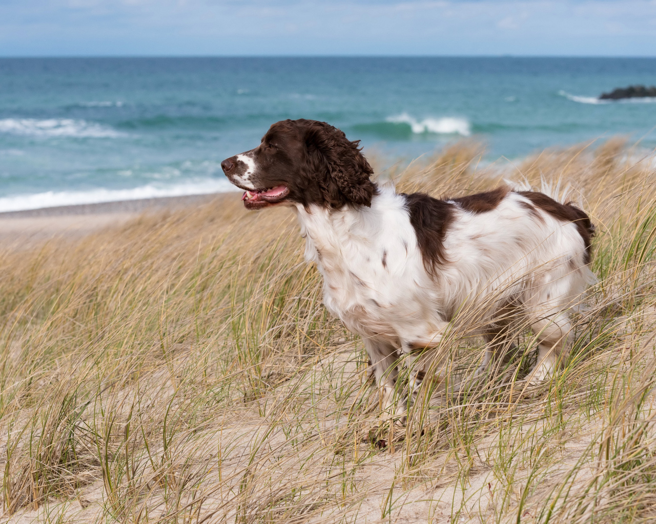 Кокер спаниель стоит на траве на побережье моря