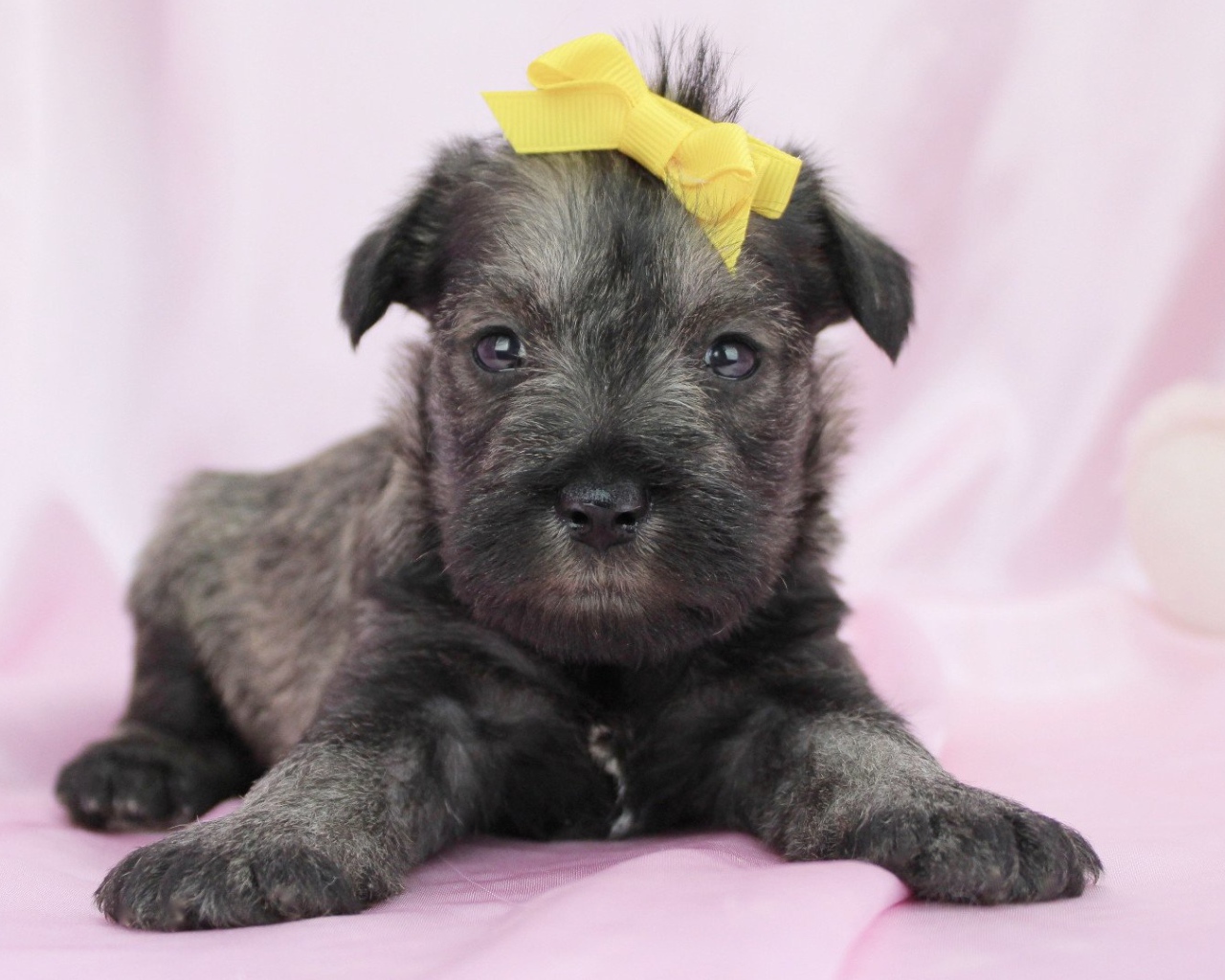 Милый щенок шнауцера с бантом на голове