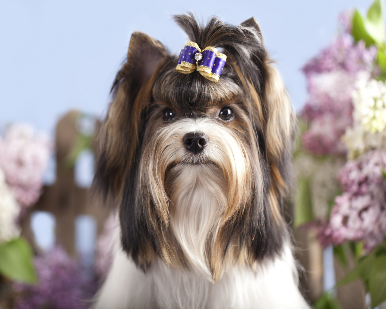 Милый Йоркширский терьер с бантиком на голове