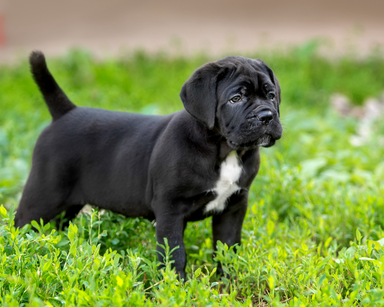 Милый черный щенок Кане корсо стоит на зеленой траве