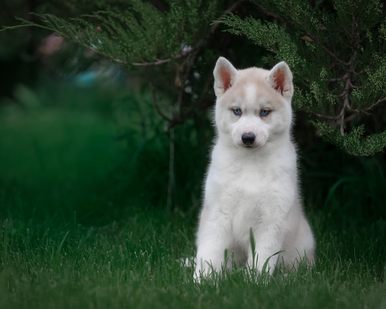 Милый голубоглазый щенок хаски в зеленой траве 