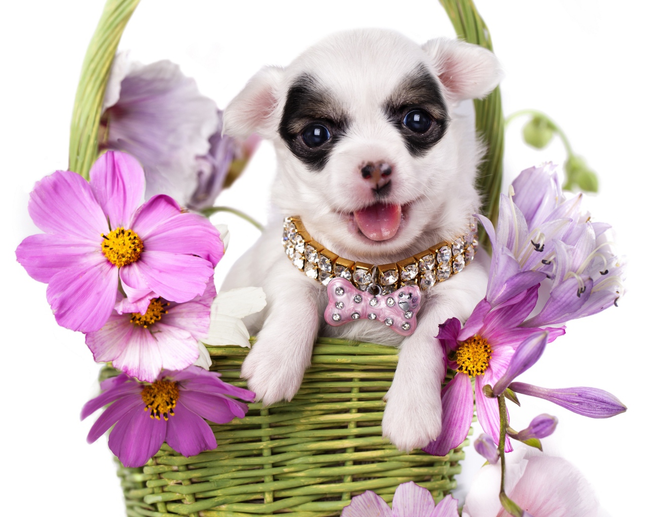 Милый щенок чихуахуа в корзине с цветами космеи на белом фоне