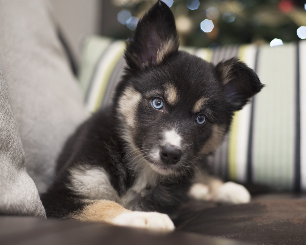 Милый маленький щенок с голубыми глазами