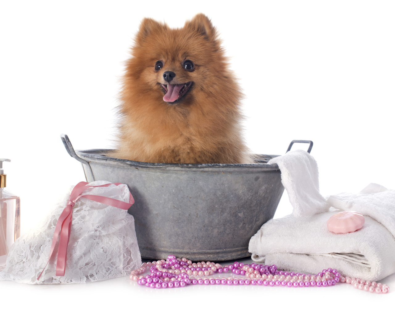 Милый шпиц в тазике с банными принадлежностями на белом фоне