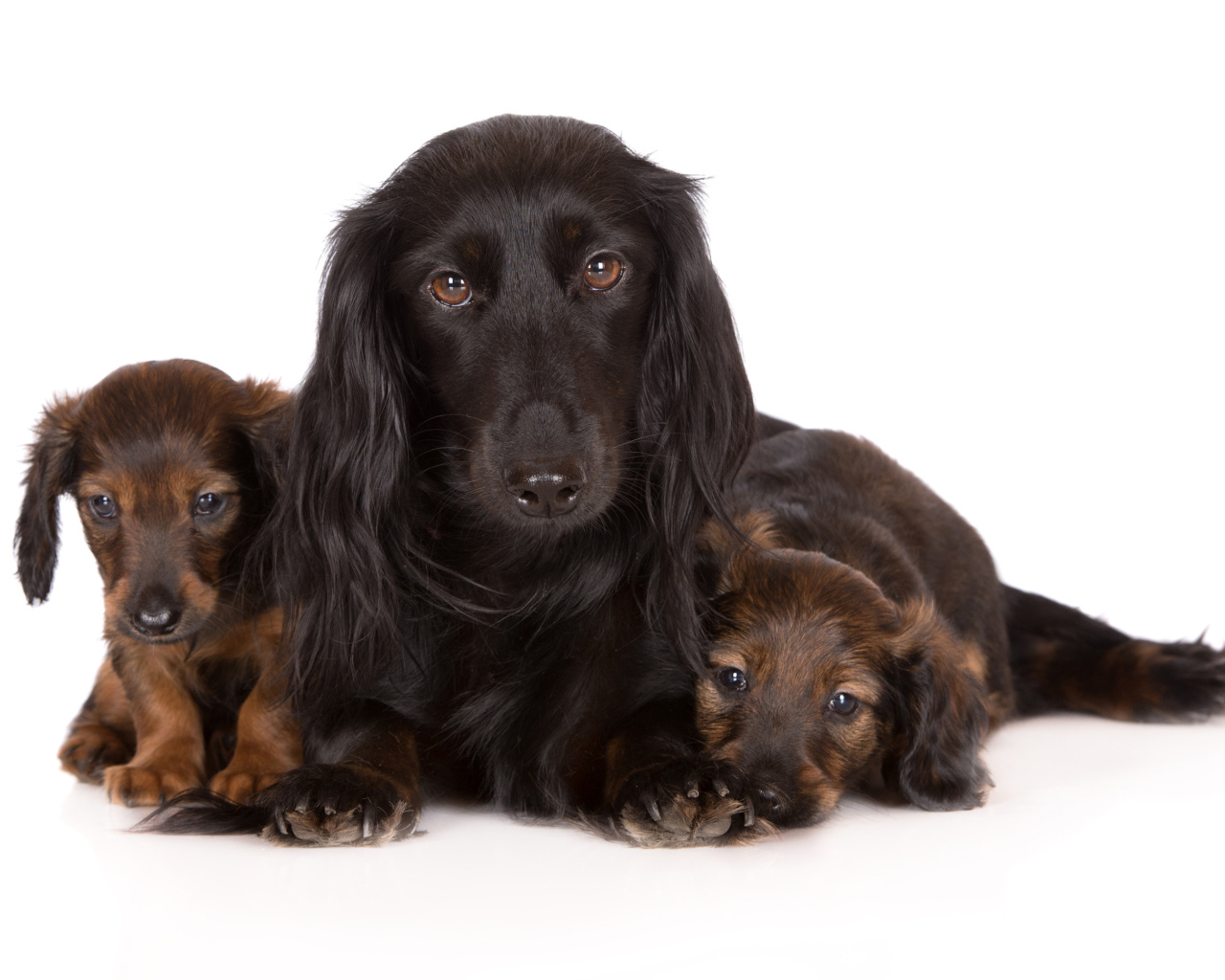 Такса с двумя забавными щенками на белом фоне